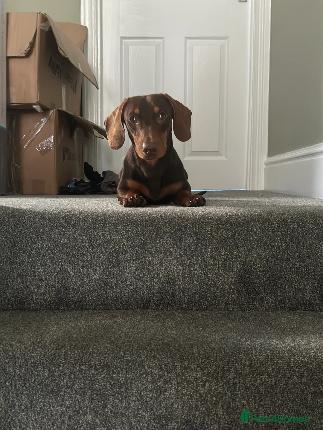 Dachshund dogs for stud: Stud Available — “Rolo” the Chocolate Dachshund  - Advert 14