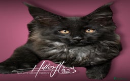 Maine Coon cats for sale: LAST ONE ! XL RUSSIAN MAINE COON KITTENS  in Pontypridd - Image 4