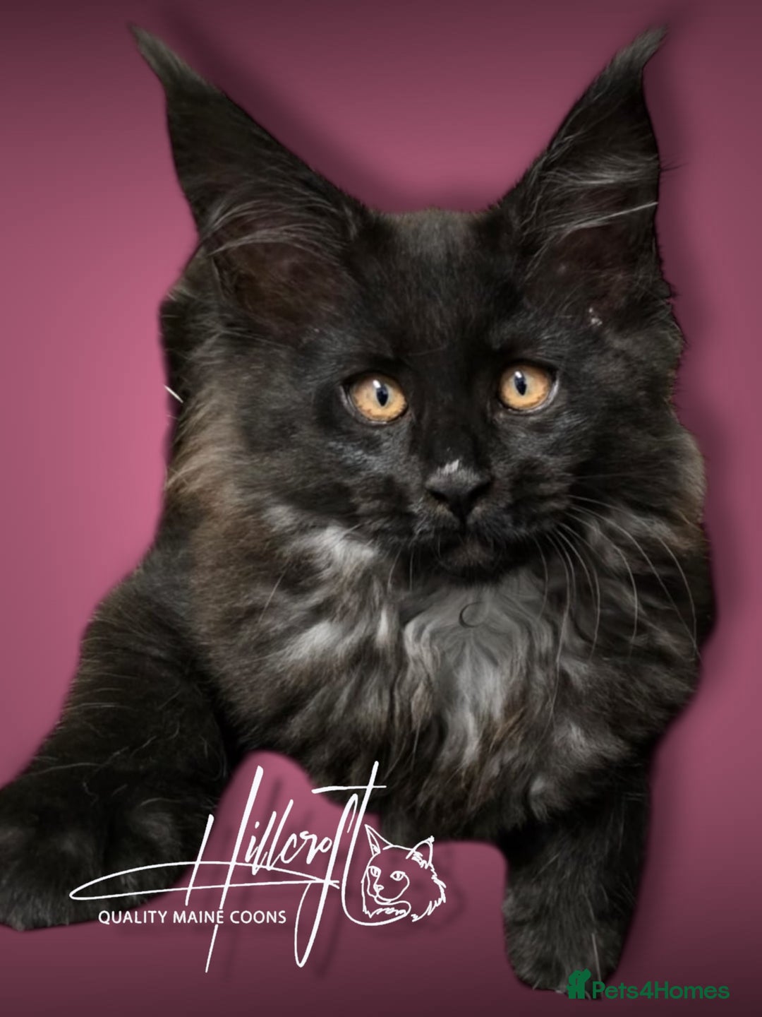 Maine Coon cats for sale: LAST ONE ! XL RUSSIAN MAINE COON KITTENS  in Pontypridd - Image 4
