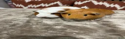 Guinea Pig rodents for sale: 2 female guinea pigs in Belper - Advert 2