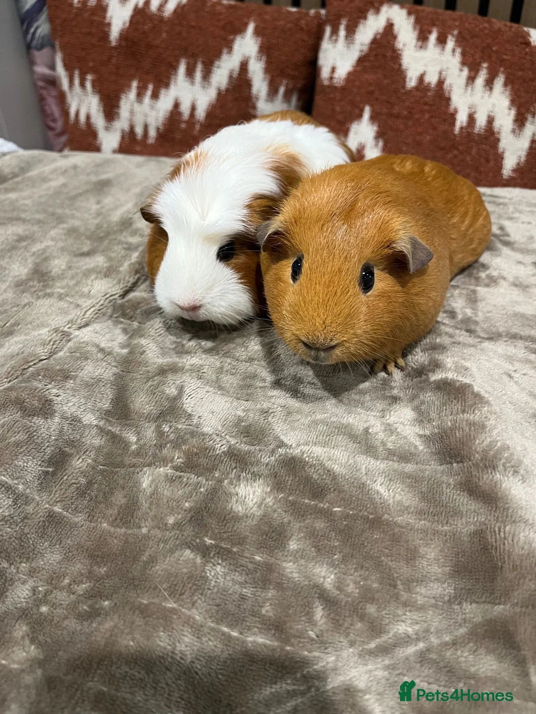 Guinea Pig rodents for sale: 2 female guinea pigs in Belper - Advert 2