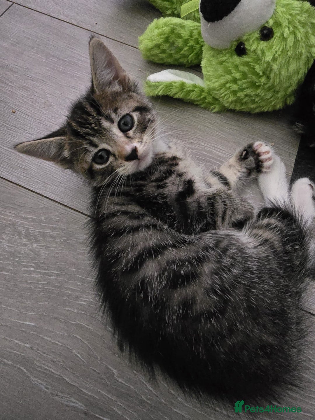 Domestic Shorthair cats for sale: 🐾Playful Kittens -Tabby or black/white🐾 - Image 10