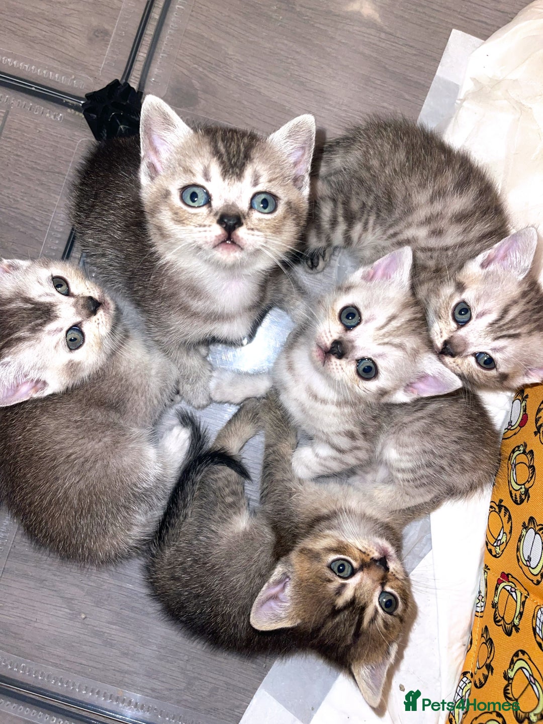 British Shorthair cats for sale: British short hair kittens - Image 2