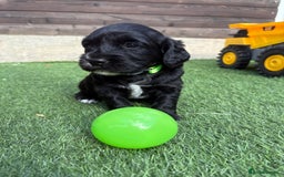 Cocker Spaniel dogs for sale: 3 Beautiful cocker spaniel puppies 2 boys 1 girl - Image 15