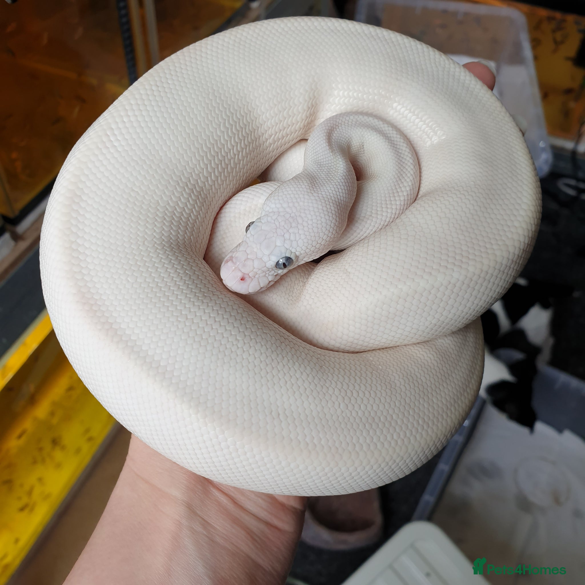 Python Snake reptiles Blue Eyed Leucistic (BEL) Python Ball - Advert 3