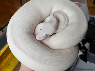 Python Snake reptiles Blue Eyed Leucistic (BEL) Python Ball - Advert 3
