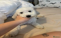 Miniature Poodle dogs for sale: Female miniature poodle  - Image 4