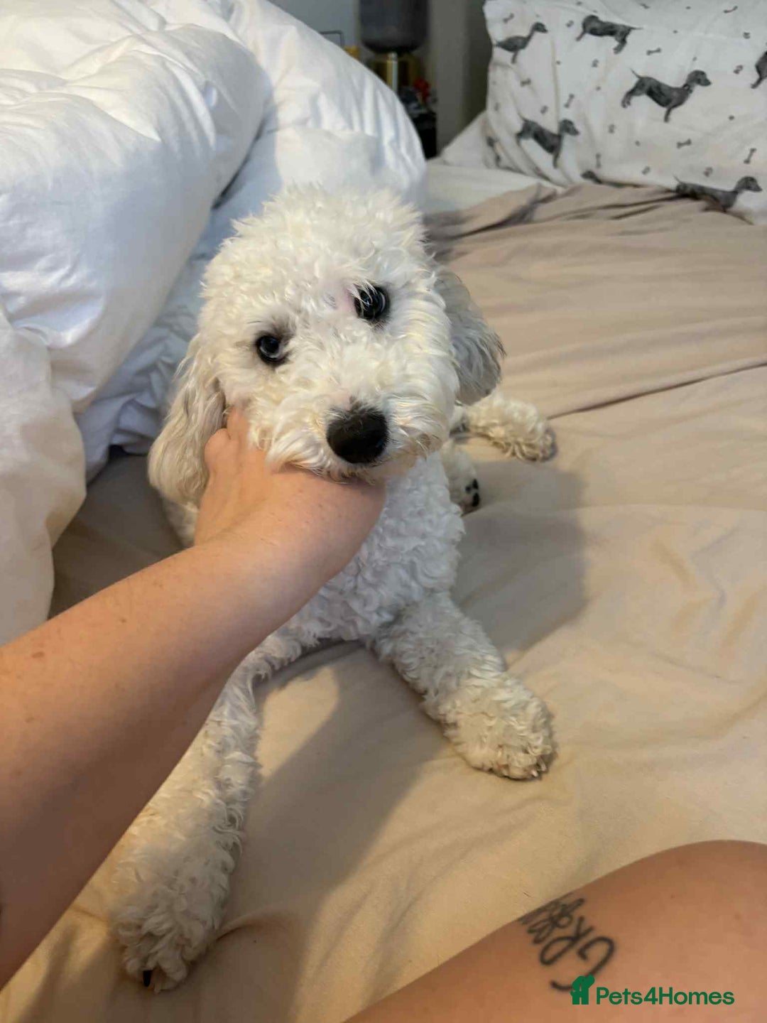 Miniature Poodle dogs for sale: Female miniature poodle  - Image 4