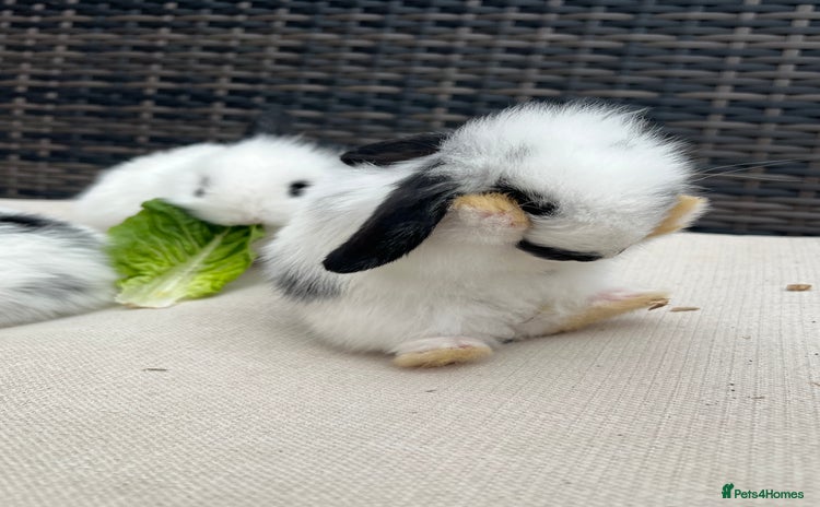 Mini Lion Lop rabbits - Advert 1