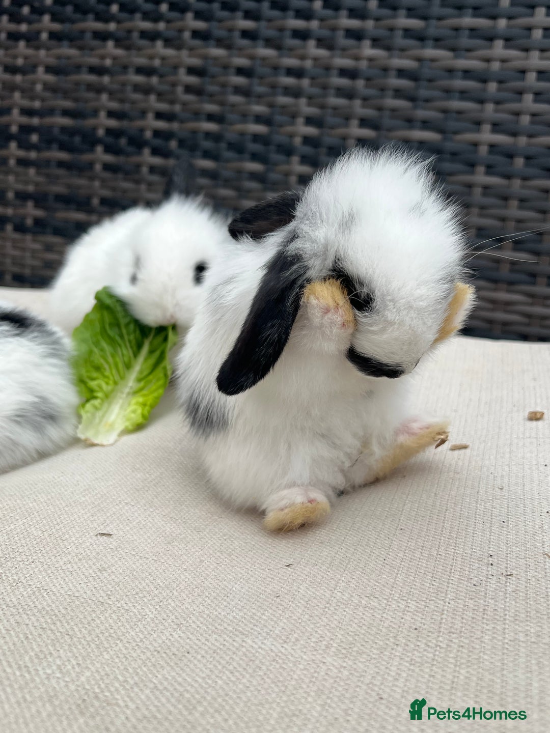 Mini Lion Lop rabbits for sale: Gorgeous Baby Mini lion lip bunnies for sale - Image 1