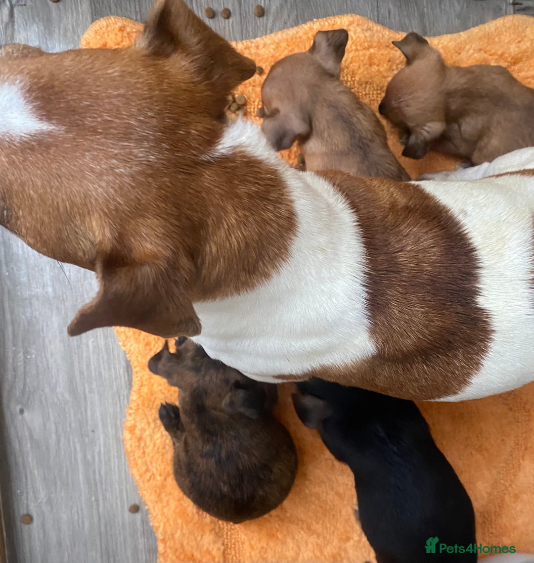 Jack Russell dogs for sale: Beautiful jack russells - Advert 2