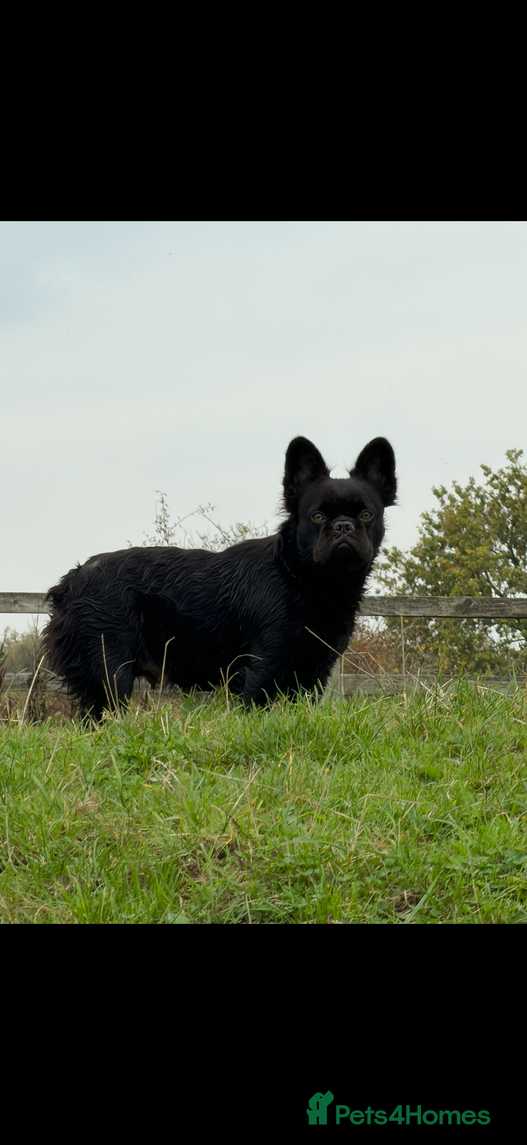French Bulldog dogs for sale: Fluffy French Bulldog - Advert 4