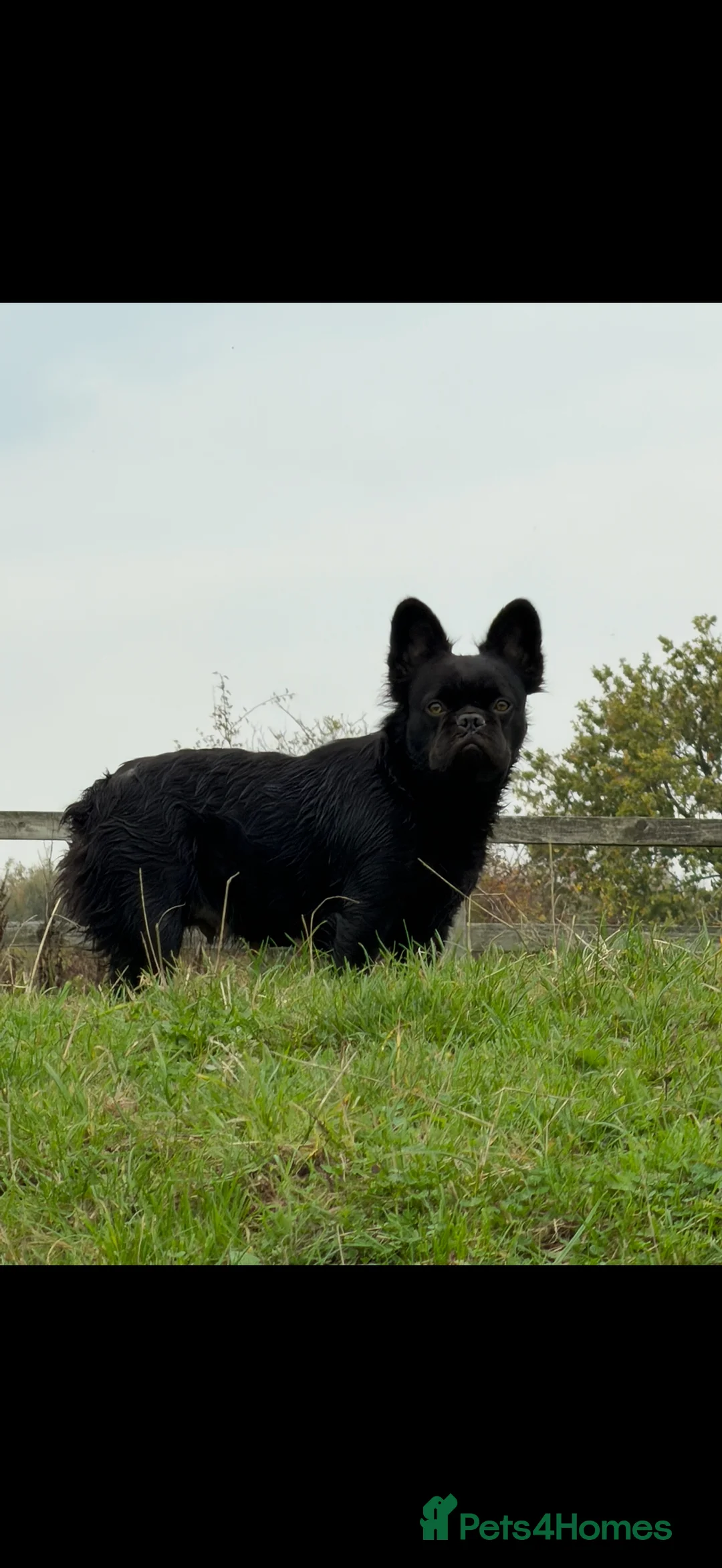 French Bulldog dogs for sale: Fluffy French Bulldog - Advert 4