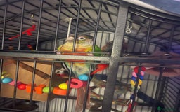 Conures birds for sale: Pineapple green cheek conure - Image 1