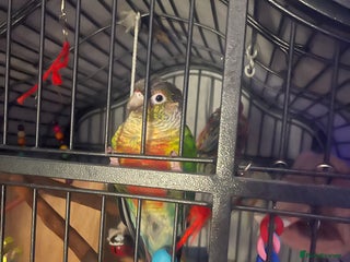 Conures birds - Advert 3