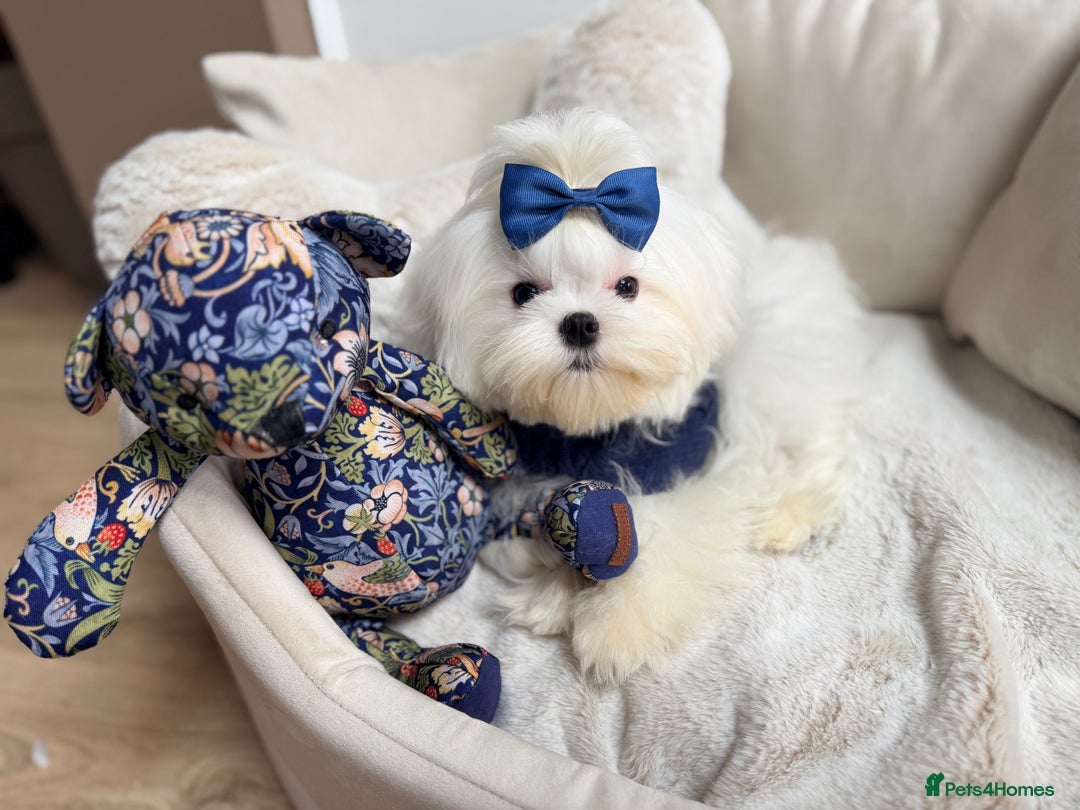 Maltese dogs for sale: Beautiful 6 month old Maltese Puppy Ready Now - Advert 8