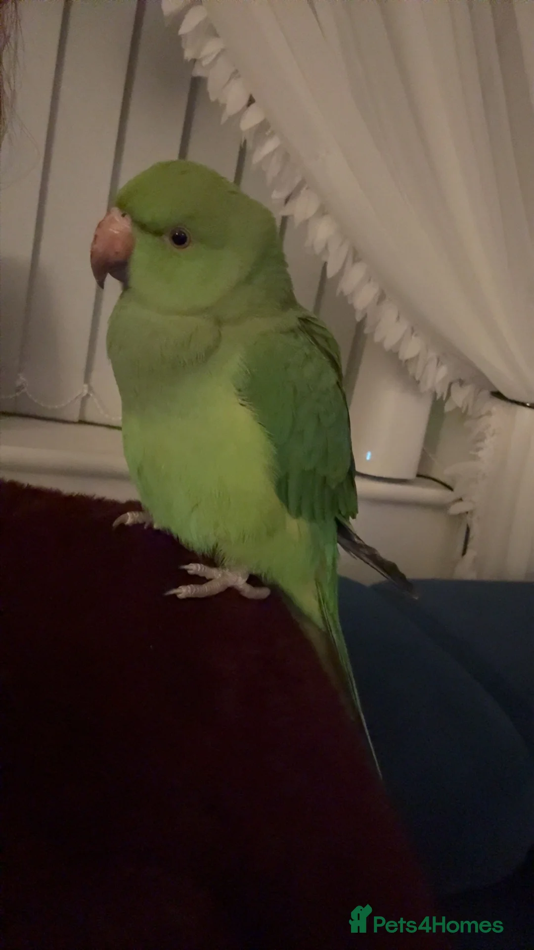 Ringnecks birds for sale: Young Indian ringneck (M) in Sleaford - Advert 2