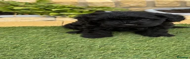Cavapoo 2