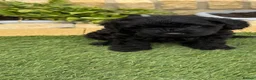 Cavapoo dogs for sale: Cavapoo puppies  - Advert 10