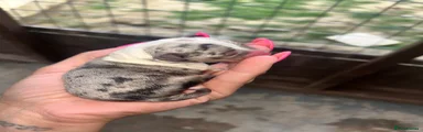 Chihuahua 2