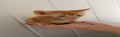Kitten 1