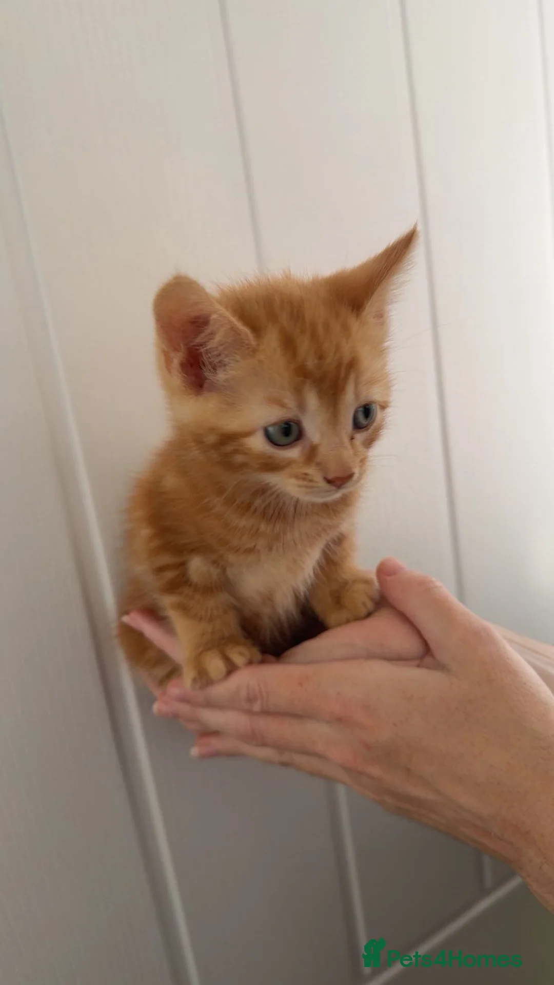 Mixed Breed cats for sale: Main coon cross kittens  - Advert 2