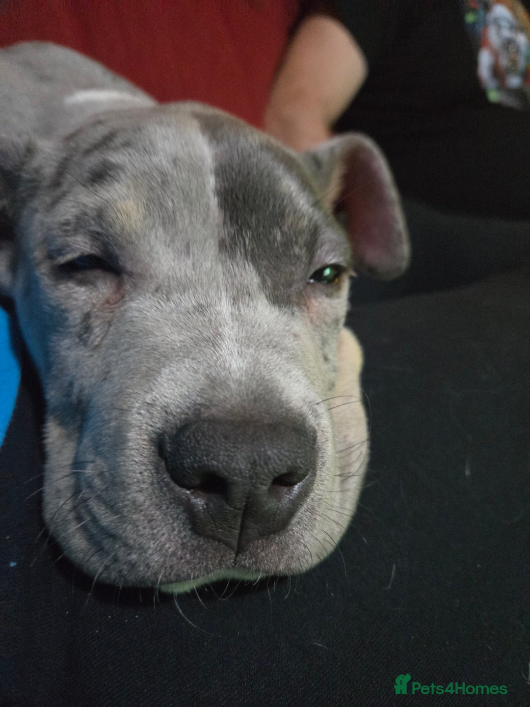 Mixed Breed dogs for sale: Bullmastiff cross Staffy - Advert 3