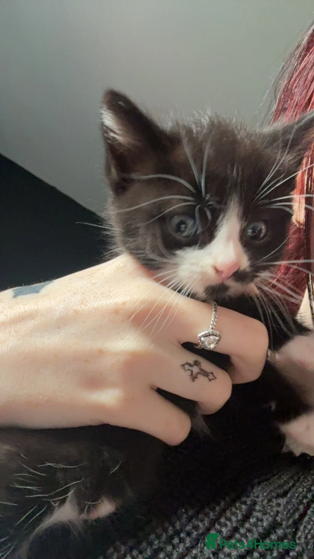 British Shorthair cats for sale: BSH KITTENS - Advert 9