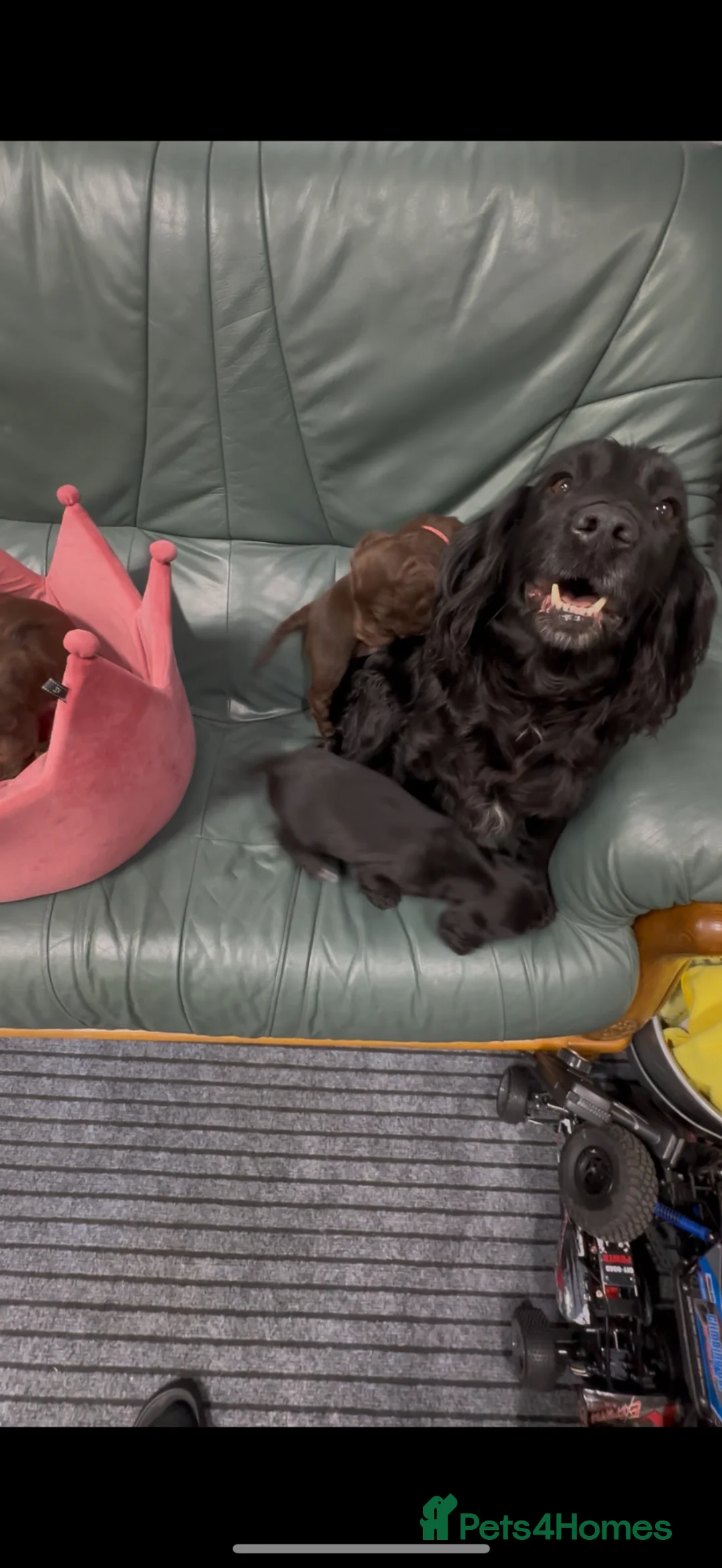 Cocker Spaniel dogs for sale: Cocker spaniel - Advert 2