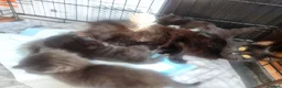 Mixed Breed cats for sale: 2 black boys, 1 black female, 1 black/white female in Bedworth - Advert 7