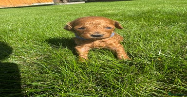 Miniature Poodle dogs - Advert 14