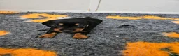 Miniature Dachshund dogs for sale: Stunning RKC registered miniature dachshund  - Advert 15