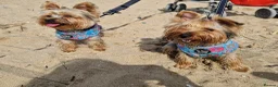 Yorkshire Terrier dogs for sale: Beautiful Yorkie Puppies Looking For Loving Homes - Advert 21