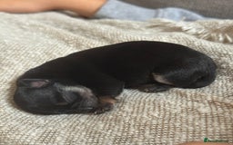 Chihuahua dogs for sale: 2 beautiful chihuahua boys  - Image 3