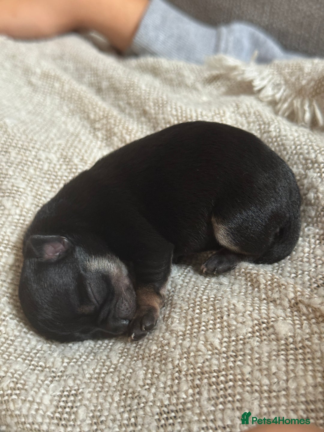 Chihuahua dogs for sale: 2 beautiful chihuahua boys  - Image 3