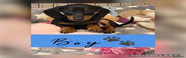 Miniature Dachshund 1