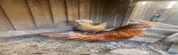 Chickens poultry for sale: Beautiful chicken , eggs , see details for price  - Advert 5