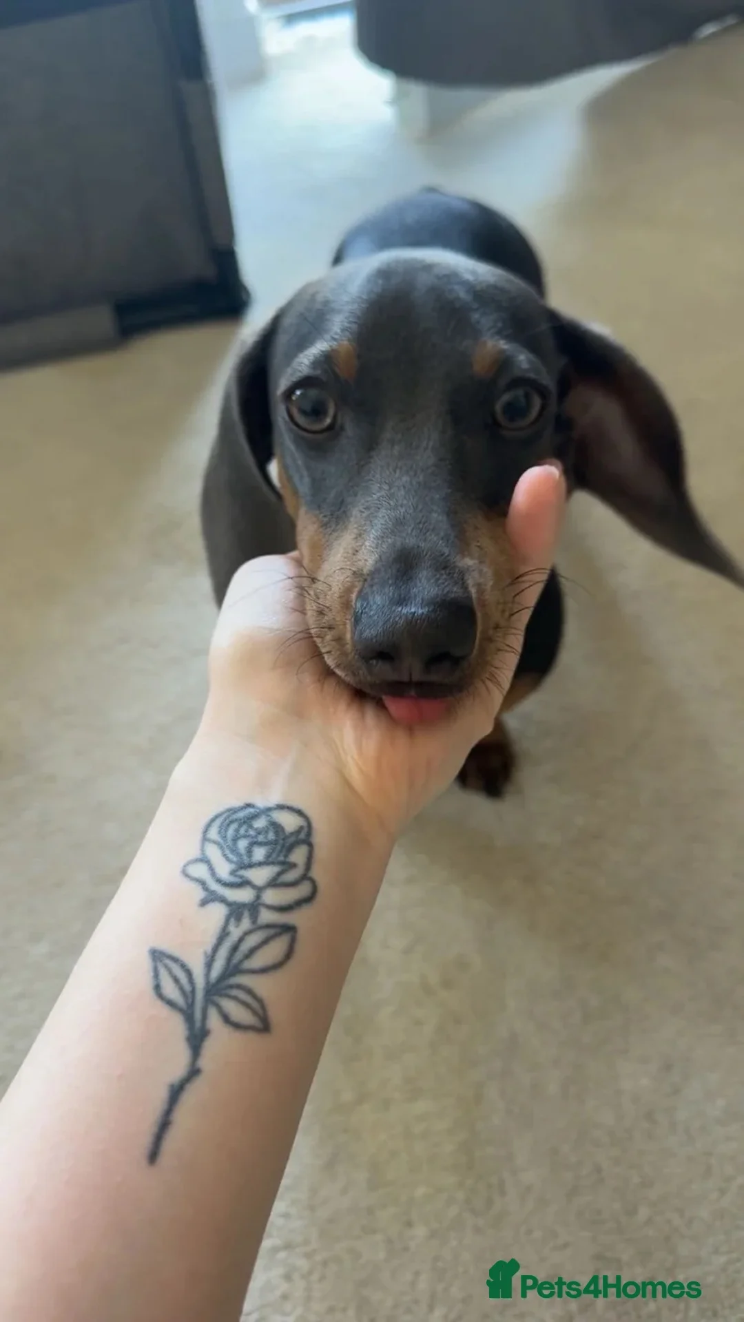 Miniature Dachshund dogs for sale: Milo  - Advert 2