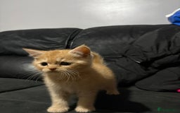 Persian cats for sale: Persians kittens  - Advert 4