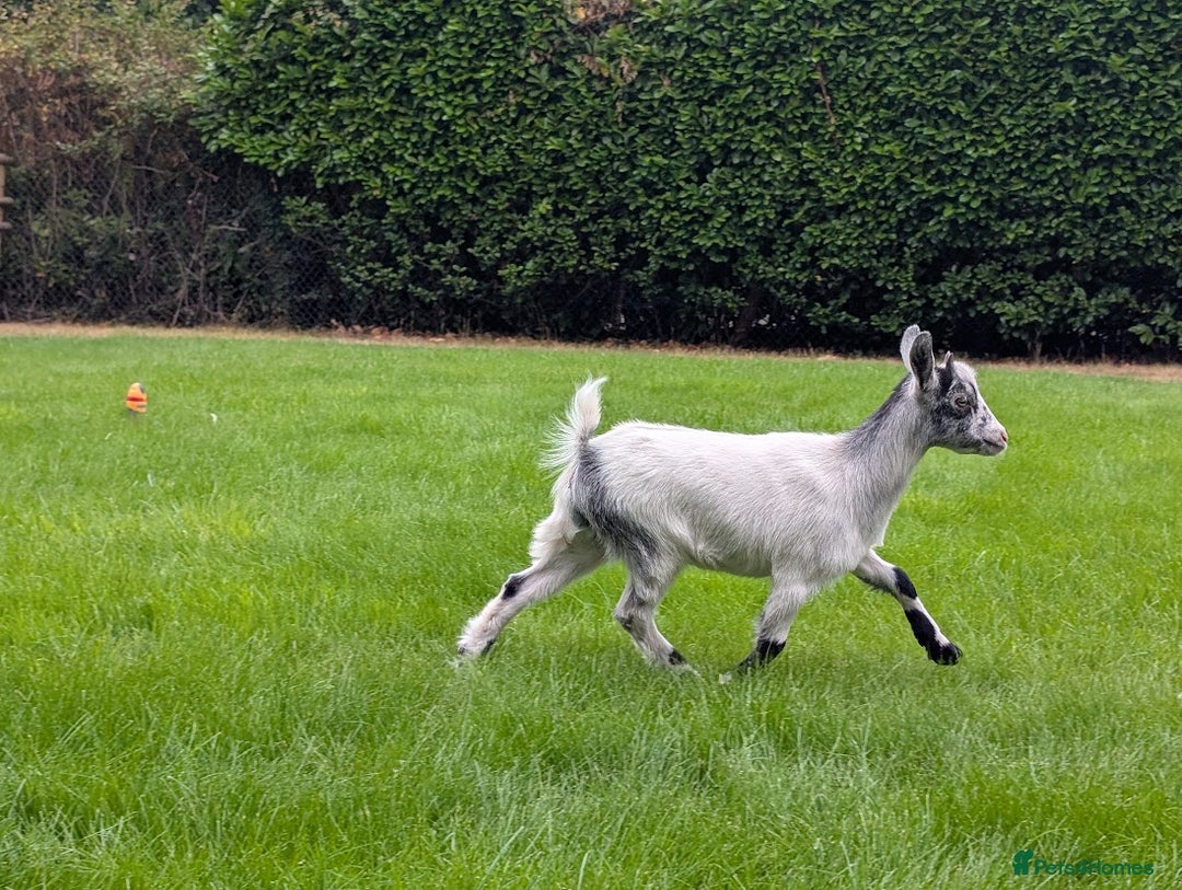 Goats livestock for sale: Baby Pygmy Goats – 2 Girls & 1 Boy (Neutered) - Image 11