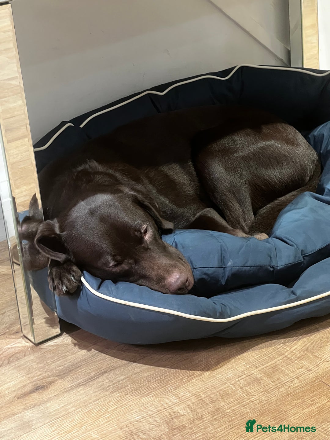 Labrador Retriever dogs for sale: Chocolate Labrador  - Advert 5