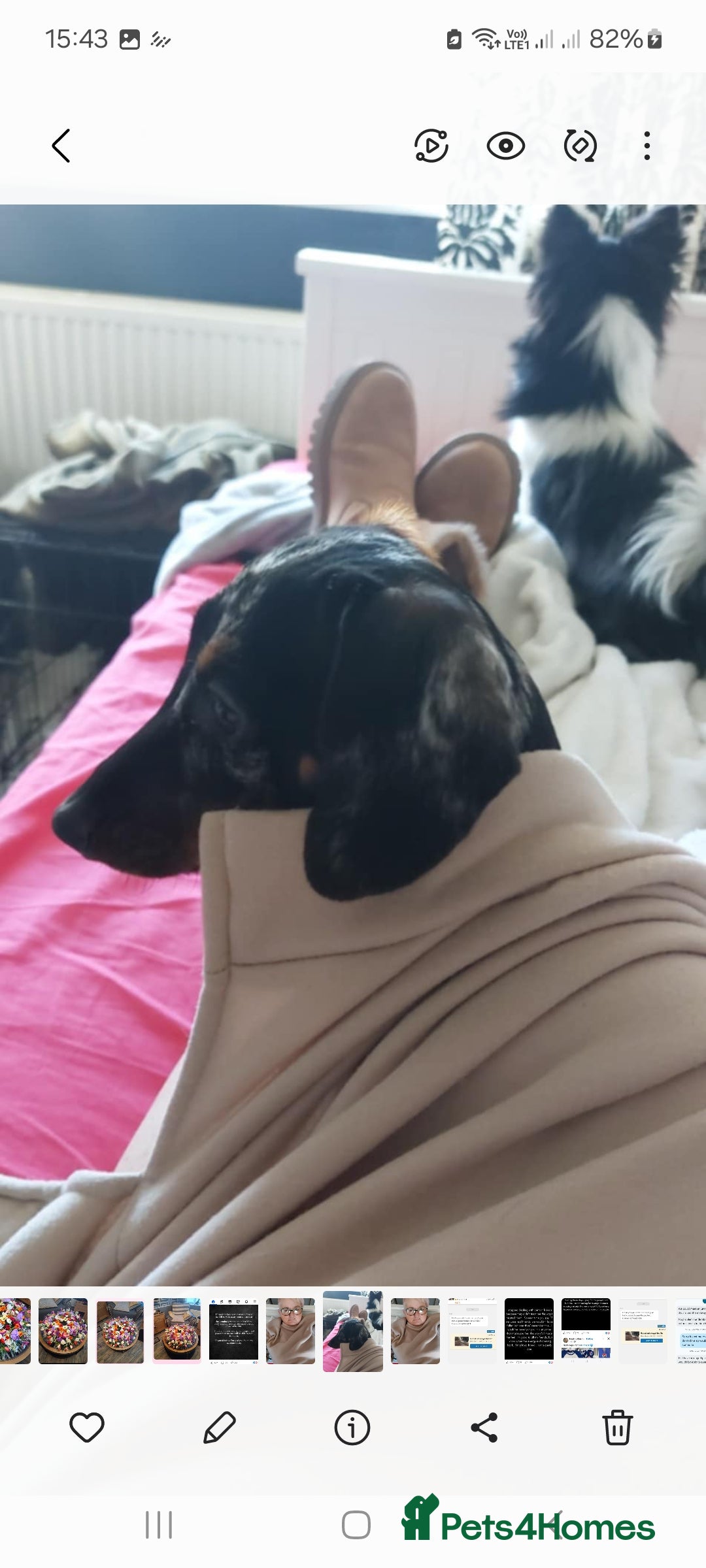 Dachshund dogs for sale: Miniture Dauchound girl - Advert 4