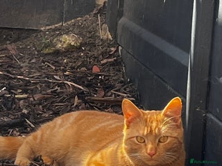 British Shorthair cats - Advert 19