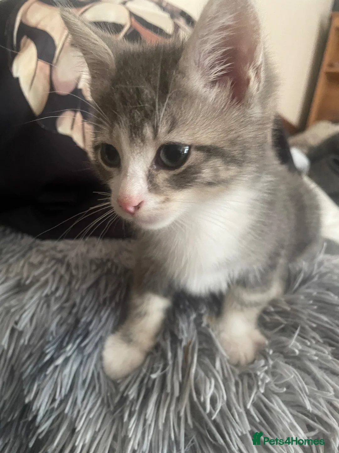Mixed Breed cats for sale: Fluffy babies - Advert 16