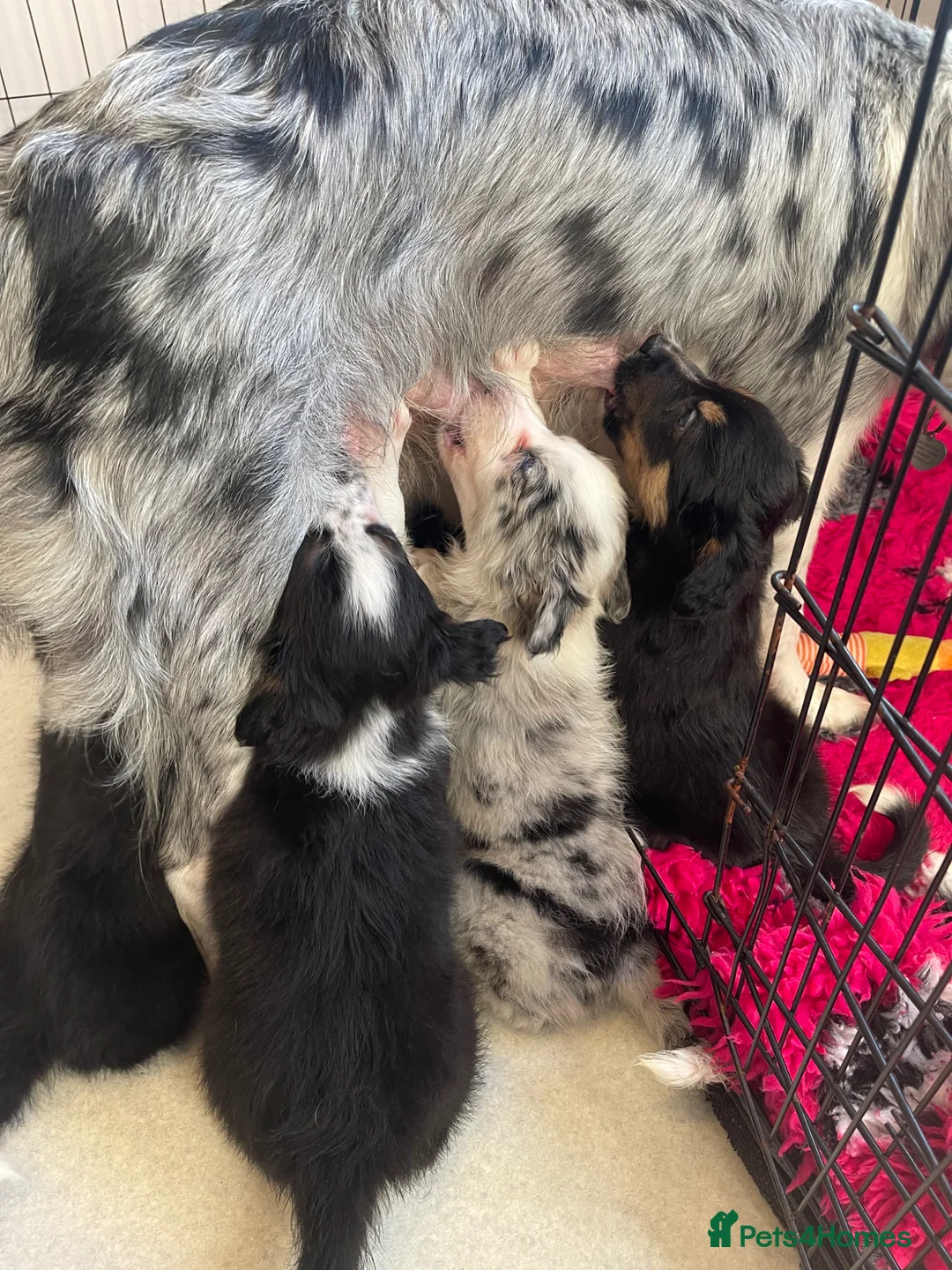 Border Collie dogs for sale: 2 female border collies Available  - Advert 4