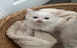Ragdoll cats for sale: Ragdoll kittens - Image 16