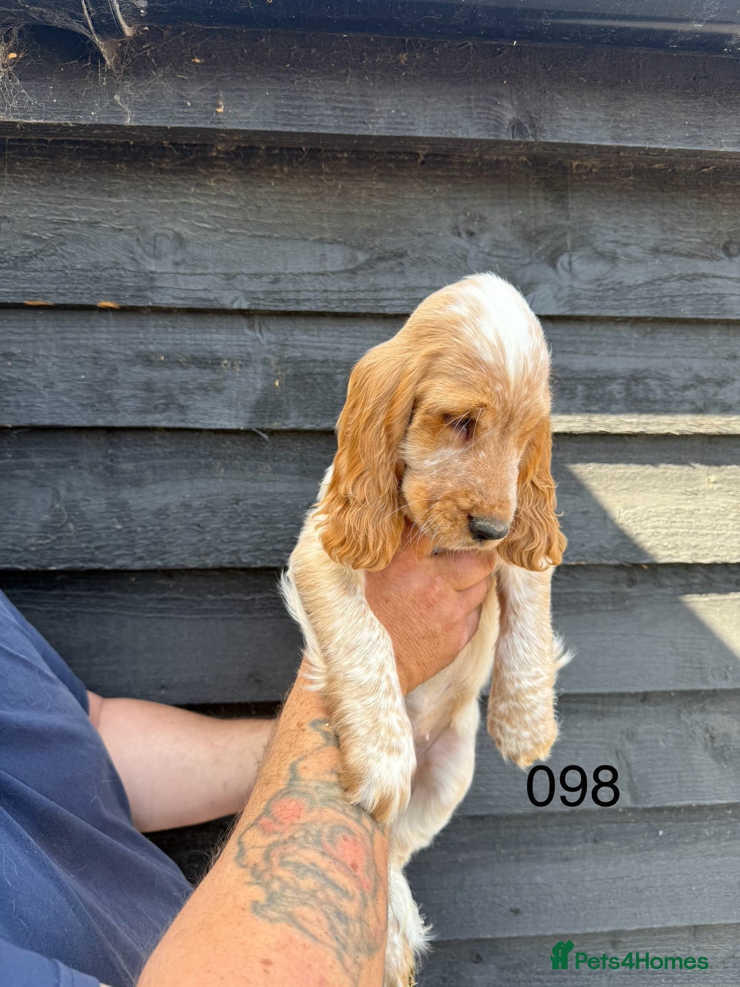 Cocker Spaniel dogs for sale: Fabulous Cocker Spaniel Pupies - Image 9