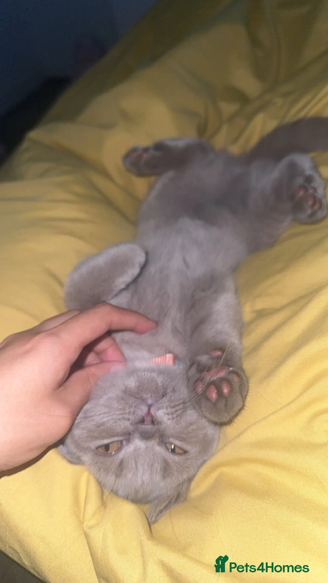 British Shorthair cats for sale: British short hair female - Advert 3