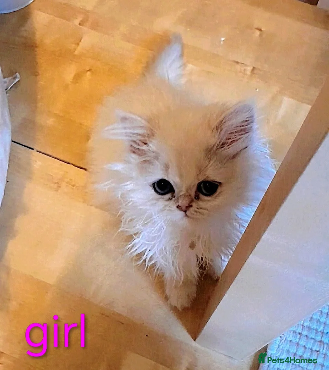 Persian cats for sale: ♦🍒White tipped Persian kittens ready now - Advert 3