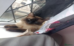 Ragdoll cats for sale: Two beautiful ragdolls - Image 1